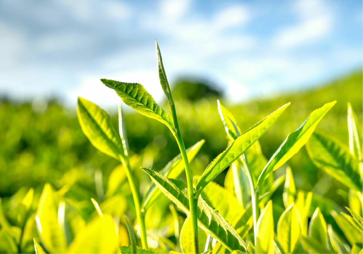 茶葉生長季 - 第1張圖 01
