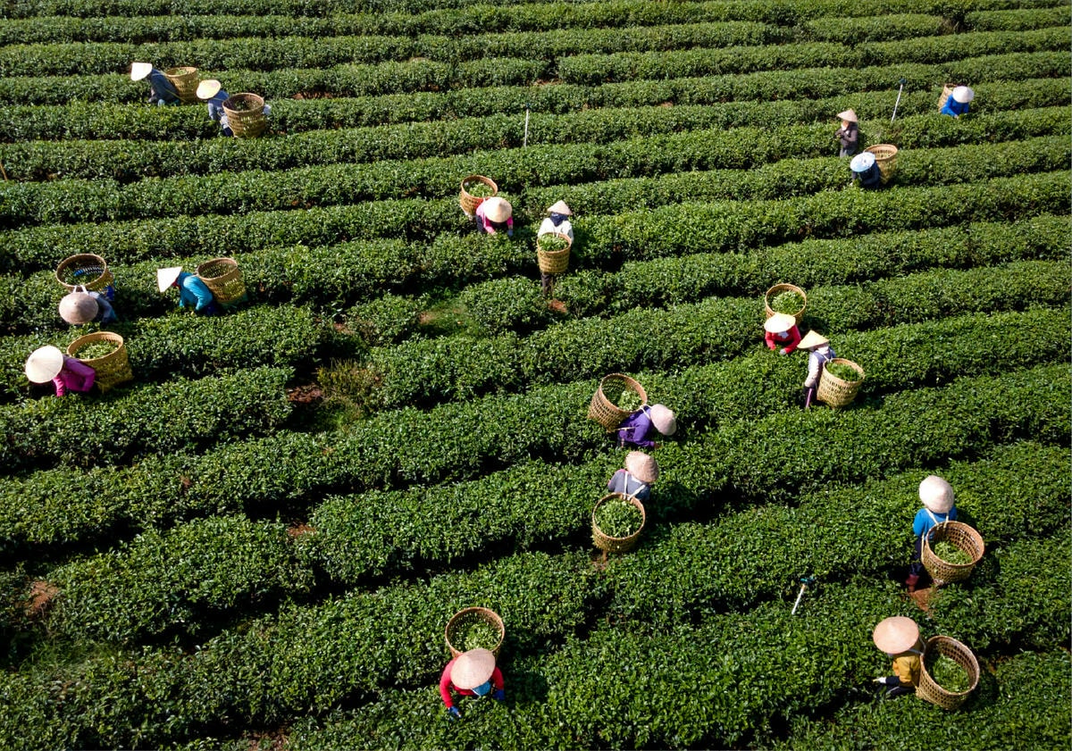 淺談茶園管理 - 第1張圖 06