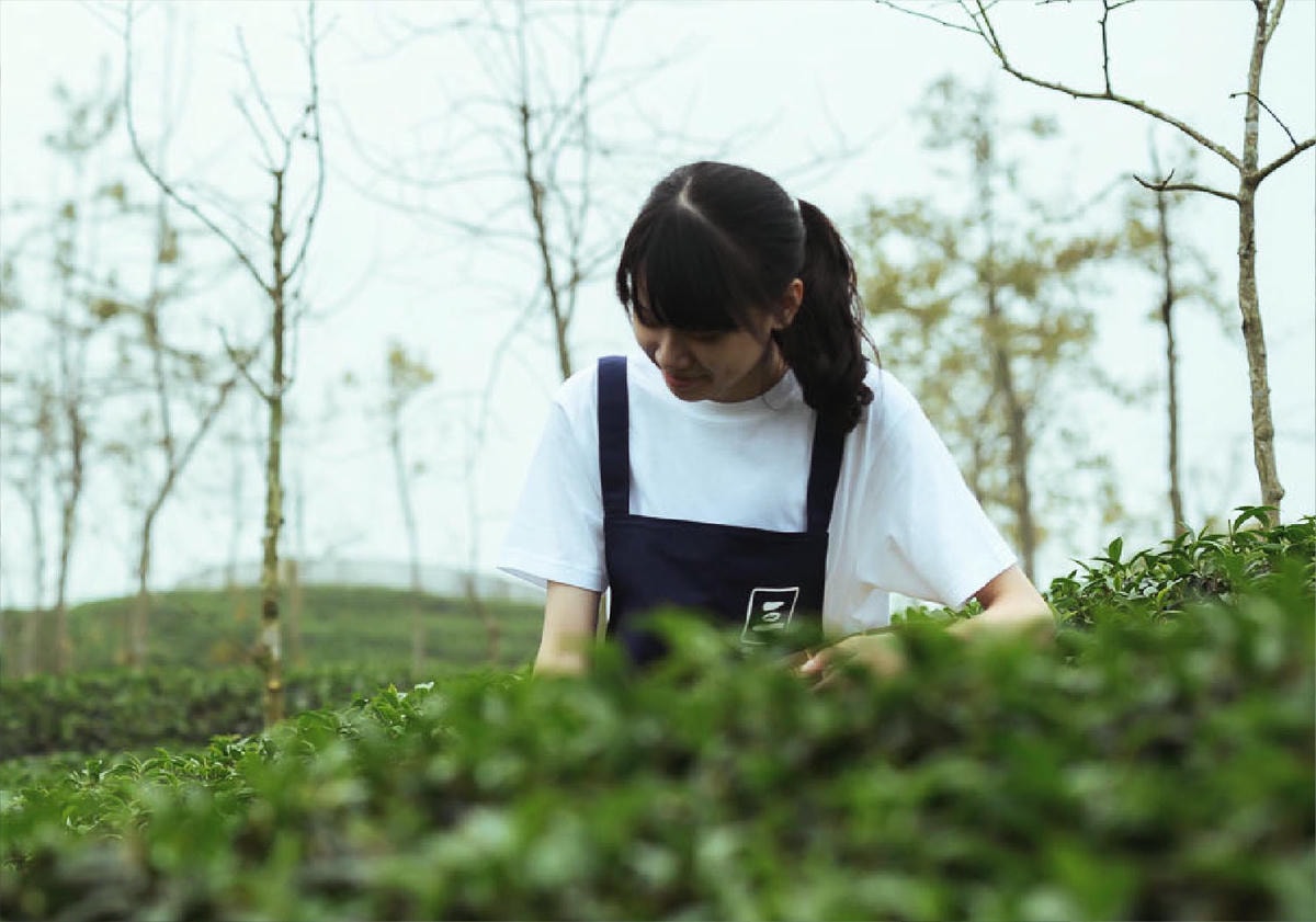 淺談茶園管理-慣行農法1 - 第1張圖 09