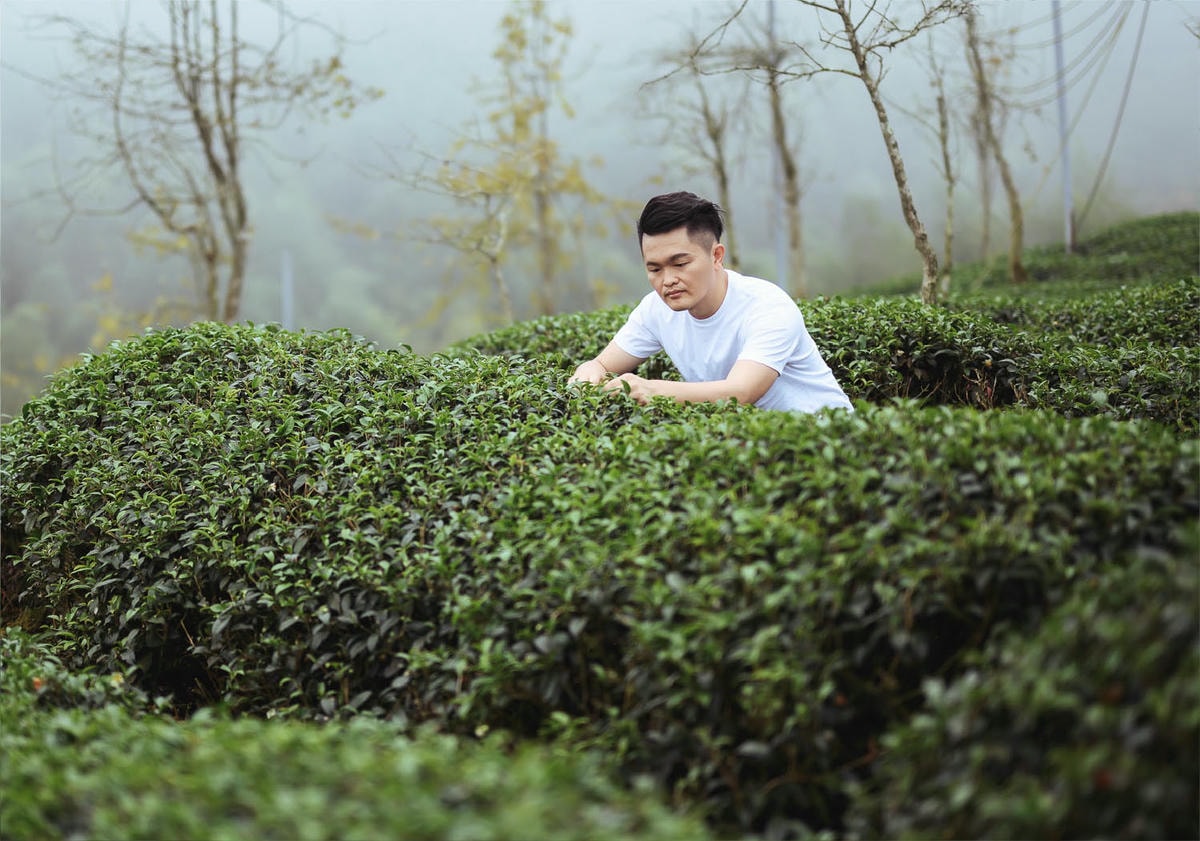 淺談茶園管理-慣行農法2 - 第1張圖 10